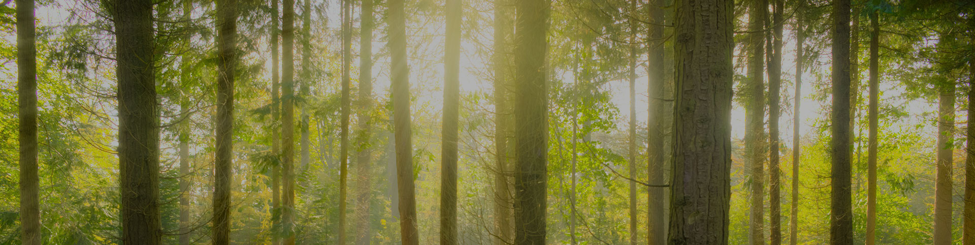 愛的天使-空氣凈化器電商平臺(tái)|一網(wǎng)天行-網(wǎng)站建設(shè)小程序APP系統(tǒng)軟件開發(fā)公司